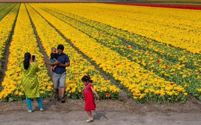 Indah Nya Hamparan Bunga Tulip Riauone Com Berita Nusantara Terkini