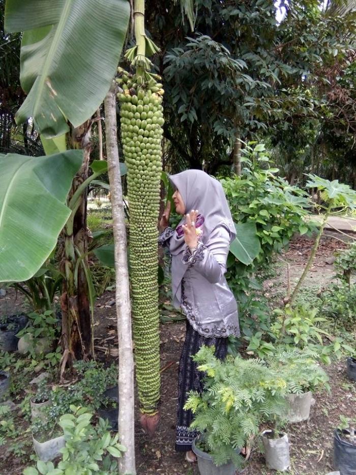 Unik Pisang Seribu Buah Tandan Pisang Ini Sepanjang Pohon Nya Riauone