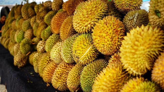 Unduh 42 Gambar Durian Banyak Keren 